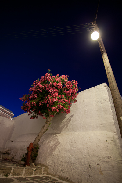 Bougainvillier la nuit