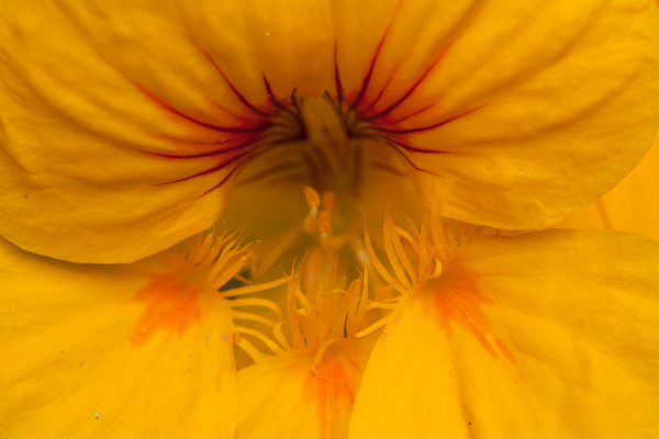 wpid-Quintinie_pistil.jpg