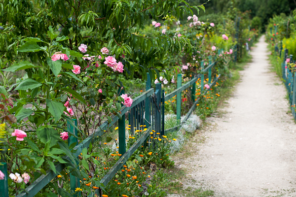 wpid-Quintinie_roses.jpg